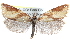  ( - CCDB-28565-H10)  @14 [ ] CreativeCommons - Attribution (2015) CBG Photography Group Centre for Biodiversity Genomics