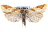  ( - CCDB-28565-H11)  @14 [ ] CreativeCommons - Attribution (2015) CBG Photography Group Centre for Biodiversity Genomics