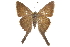  ( - CCDB-28950-D01)  @13 [ ] CreativeCommons - Attribution (2016) CBG Photography Group Centre for Biodiversity Genomics