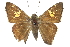  ( - CCDB-28950-G10_NGS)  @11 [ ] CreativeCommons - Attribution (2016) Jacopo DErcole Centre for Biodiversity Genomics