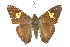 ( - CCDB-28950-G11)  @11 [ ] CreativeCommons - Attribution (2016) CBG Photography Group Centre for Biodiversity Genomics