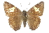  ( - CCDB-28950-G12_NGS)  @11 [ ] CreativeCommons - Attribution (2016) Jacopo DErcole Centre for Biodiversity Genomics