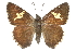  ( - CCDB-28950-H01)  @11 [ ] CreativeCommons - Attribution (2016) CBG Photography Group Centre for Biodiversity Genomics