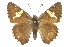  ( - CCDB-28950-H02)  @11 [ ] CreativeCommons - Attribution (2016) CBG Photography Group Centre for Biodiversity Genomics