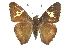  ( - CCDB-28950-H03_NGS)  @11 [ ] CreativeCommons - Attribution (2016) Jacopo DErcole Centre for Biodiversity Genomics