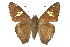 ( - CCDB-28950-H04_NGS)  @11 [ ] CreativeCommons - Attribution (2016) Jacopo DErcole Centre for Biodiversity Genomics