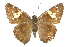  ( - CCDB-28950-H05)  @11 [ ] CreativeCommons - Attribution (2016) CBG Photography Group Centre for Biodiversity Genomics