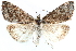  ( - CCDB-28951-A02)  @11 [ ] CreativeCommons - Attribution (2016) CBG Photography Group Centre for Biodiversity Genomics