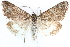  ( - CCDB-28951-A03)  @11 [ ] CreativeCommons - Attribution (2016) CBG Photography Group Centre for Biodiversity Genomics