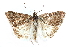  ( - CCDB-28951-A05)  @11 [ ] CreativeCommons - Attribution (2016) CBG Photography Group Centre for Biodiversity Genomics
