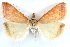  ( - CCDB-28951-A12)  @11 [ ] CreativeCommons - Attribution (2016) CBG Photography Group Centre for Biodiversity Genomics