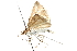  ( - CCDB-28951-B01)  @13 [ ] CreativeCommons - Attribution (2016) CBG Photography Group Centre for Biodiversity Genomics