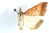  ( - CCDB-28951-B02)  @11 [ ] CreativeCommons - Attribution (2016) CBG Photography Group Centre for Biodiversity Genomics