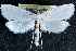  ( - CCDB-28951-E05)  @11 [ ] CreativeCommons - Attribution (2016) CBG Photography Group Centre for Biodiversity Genomics