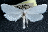  ( - CCDB-28951-E06)  @11 [ ] CreativeCommons - Attribution (2016) CBG Photography Group Centre for Biodiversity Genomics