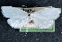  ( - CCDB-28951-E07)  @11 [ ] CreativeCommons - Attribution (2016) CBG Photography Group Centre for Biodiversity Genomics