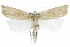 ( - CCDB-28951-F09)  @11 [ ] CreativeCommons - Attribution (2016) CBG Photography Group Centre for Biodiversity Genomics