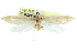  ( - CCDB-28951-F12)  @11 [ ] CreativeCommons - Attribution (2016) CBG Photography Group Centre for Biodiversity Genomics