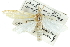  ( - CCDB-28951-G01)  @11 [ ] CreativeCommons - Attribution (2016) CBG Photography Group Centre for Biodiversity Genomics