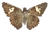 ( - CCDB-28952-A01)  @15 [ ] CreativeCommons - Attribution (2016) CBG Photography Group Centre for Biodiversity Genomics