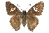  ( - CCDB-28952-A04)  @15 [ ] CreativeCommons - Attribution (2016) CBG Photography Group Centre for Biodiversity Genomics