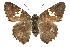  ( - CCDB-28952-A06)  @15 [ ] CreativeCommons - Attribution (2016) CBG Photography Group Centre for Biodiversity Genomics
