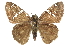  ( - CCDB-28952-E07)  @11 [ ] CreativeCommons - Attribution (2016) CBG Photography Group Centre for Biodiversity Genomics
