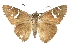  ( - CCDB-28952-E11)  @11 [ ] CreativeCommons - Attribution (2016) CBG Photography Group Centre for Biodiversity Genomics