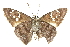  ( - CCDB-28952-E12)  @11 [ ] CreativeCommons - Attribution (2016) CBG Photography Group Centre for Biodiversity Genomics
