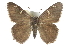  ( - CCDB-28952-F12)  @13 [ ] CreativeCommons - Attribution (2016) CBG Photography Group Centre for Biodiversity Genomics
