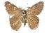  ( - CCDB-28952-G01_NGS)  @13 [ ] CreativeCommons - Attribution (2016) Jacopo DErcole Centre for Biodiversity Genomics