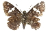  ( - CCDB-28952-G02)  @13 [ ] CreativeCommons - Attribution (2016) CBG Photography Group Centre for Biodiversity Genomics