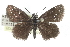  (Pholisora - CCDB-28952-H01)  @14 [ ] CreativeCommons - Attribution (2016) CBG Photography Group Centre for Biodiversity Genomics