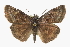 (Gesta invisus - CCDB-28953-C11)  @15 [ ] CreativeCommons - Attribution (2016) CBG Photography Group Centre for Biodiversity Genomics