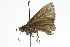  ( - CCDB-28953-D04)  @12 [ ] CreativeCommons - Attribution (2016) CBG Photography Group Centre for Biodiversity Genomics