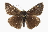  ( - CCDB-28953-D05)  @13 [ ] CreativeCommons - Attribution (2016) CBG Photography Group Centre for Biodiversity Genomics