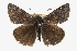  ( - CCDB-28953-D06)  @14 [ ] CreativeCommons - Attribution (2016) CBG Photography Group Centre for Biodiversity Genomics