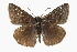  ( - CCDB-28953-D07)  @14 [ ] CreativeCommons - Attribution (2016) CBG Photography Group Centre for Biodiversity Genomics