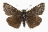  ( - CCDB-28953-D08)  @15 [ ] CreativeCommons - Attribution (2016) CBG Photography Group Centre for Biodiversity Genomics