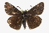  ( - CCDB-28953-D09)  @13 [ ] CreativeCommons - Attribution (2016) CBG Photography Group Centre for Biodiversity Genomics