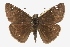  ( - CCDB-28953-D11_NGS)  @14 [ ] CreativeCommons - Attribution (2016) Jacopo DErcole Centre for Biodiversity Genomics