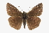  ( - CCDB-28953-D12_NGS)  @14 [ ] CreativeCommons - Attribution (2016) Jacopo DErcole Centre for Biodiversity Genomics