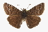  ( - CCDB-28953-E02)  @11 [ ] CreativeCommons - Attribution (2016) CBG Photography Group Centre for Biodiversity Genomics