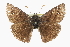  ( - CCDB-28953-E03)  @13 [ ] CreativeCommons - Attribution (2016) CBG Photography Group Centre for Biodiversity Genomics