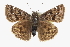 ( - CCDB-28953-E10)  @11 [ ] CreativeCommons - Attribution (2016) CBG Photography Group Centre for Biodiversity Genomics