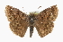  ( - CCDB-28953-F05)  @11 [ ] CreativeCommons - Attribution (2016) CBG Photography Group Centre for Biodiversity Genomics