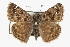  (Erynnis martialis - CCDB-28953-F12)  @15 [ ] CreativeCommons - Attribution (2016) CBG Photography Group Centre for Biodiversity Genomics