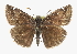  ( - CCDB-28953-G10)  @13 [ ] CreativeCommons - Attribution (2016) CBG Photography Group Centre for Biodiversity Genomics