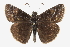  ( - CCDB-28953-G11)  @11 [ ] CreativeCommons - Attribution (2016) CBG Photography Group Centre for Biodiversity Genomics