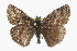  ( - CCDB-28953-G12)  @14 [ ] CreativeCommons - Attribution (2016) CBG Photography Group Centre for Biodiversity Genomics